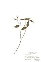 藏品(睫毛小米菊)的圖片